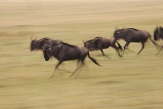 Blue Wildebeests Running, Masai Mara National Reserve, Kenya
