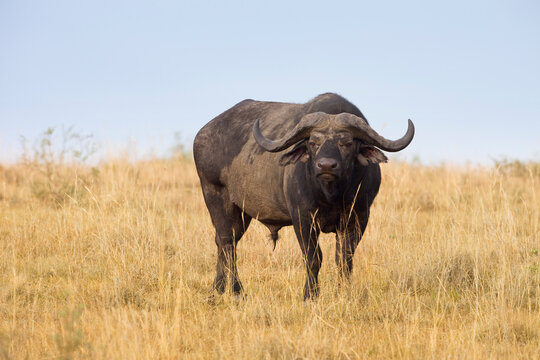 Cape Buffalo, Masai Mara National Reserve, Kenya