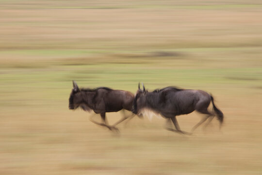 Blue Wildebeests Running, Masai Mara National Reserve, Kenya