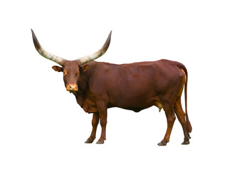 Ankole Watusi Longhorn isolated on white background