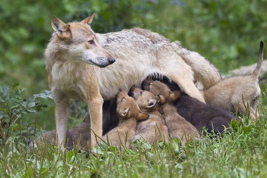 Timber Wolf Nursing Cubs, Bavaria, Germany