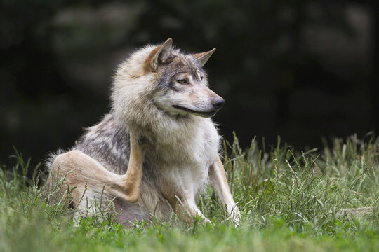Timber Wolf in Game Reserve, Bavaria, Germany