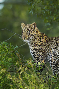 Portrait of Leopard (Panthera pardus) in Tree, Maasai Mara National Reserve, Kenya