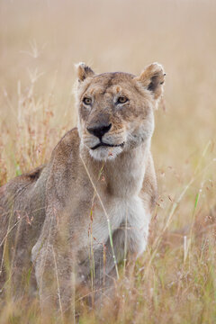 Lioness (Panthera leo) in the Rain, Maasai Mara National Reserve, Kenya, Africa