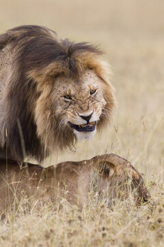 African lions (Panthera leo) mating, Maasai Mara National Reserve, Kenya