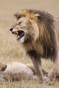 African lion (Panthera leo), Maasai Mara National Reserve, Kenya