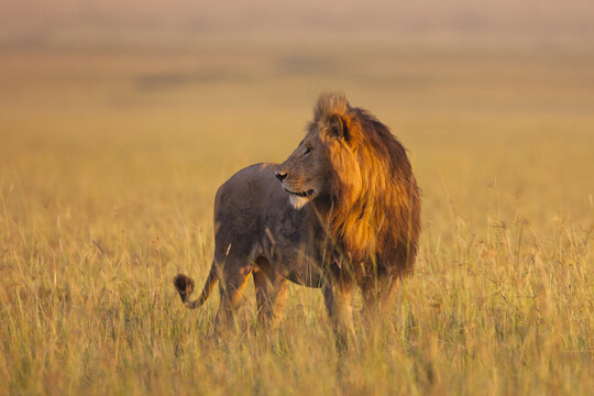 Big male lion (Panthera leo) in early morning light, Maasai Mara National Reserve, Kenya