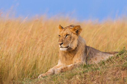 Young male lion (Panthera leo), Maasai Mara National Reserve, Kenya
