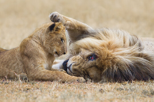 Male lion (Panthera leo) with cub, Maasai Mara National Reserve, Kenya