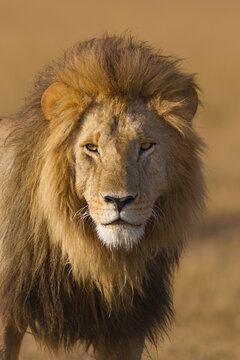 Portrait of a big male lion (Panthera leo), Maasai Mara National Reserve, Kenya