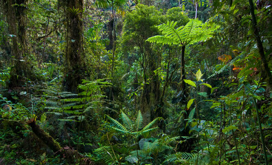 Tree ferns growing among the high diversity of other plants and trees in the tropical cloud forests of the Mindo region of Ecuador.