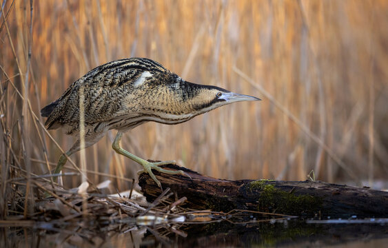 Dommeln Bilder Durchsuchen 6,384 Archivfotos, und