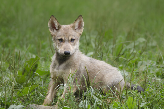Timber Wolf Cub (Canis lupus lycaon) in Game Reserve, Bavaria, Germany