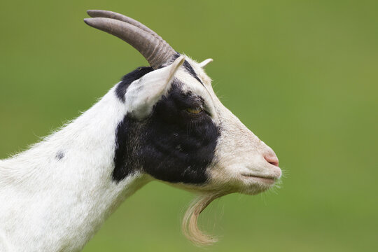 Portrait of Domestic Goat (Capra aegagrus hircus), Pfalz, Rhineland-Palatinate, Germany