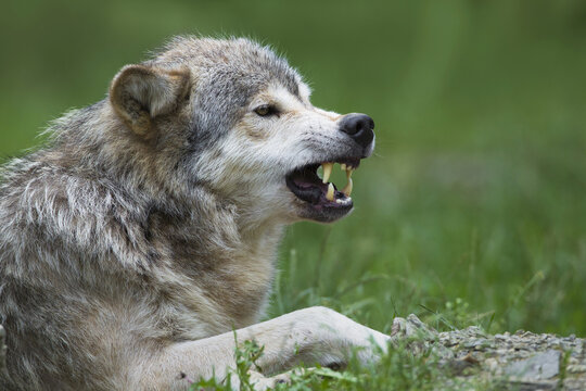 Timber Wolf, Canis lupus lycaon, snarling, Game Reserve, Germany