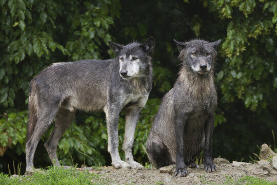 Timber wolves (Canis lupus lycaon) in the rain, Game Reserve, Bavaria, Germany