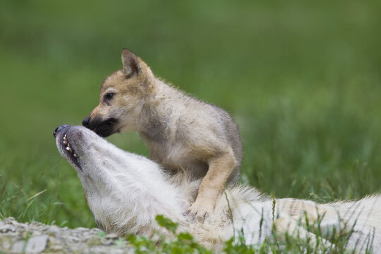 Timber wolves (Canis lupus lycaon), adult with cub playing, Game Reserve, Bavaria, Germany