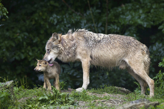 Timber wolves (Canis lupus lycaon), adult with cub, Game Reserve, Bavaria, Germany