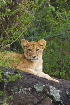 Portrait of Lion Cub Lying on Rock, Masai Mara National Reserve, Kenya