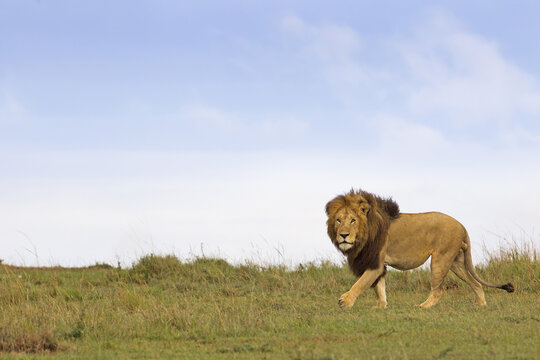 Male Lion (Panthera leo) in Savanna, Masai Mara National Reserve, Kenya