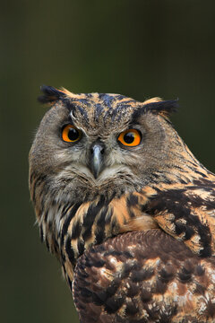 Portrait of European Eagle Owl (Bubo bubo), Germany