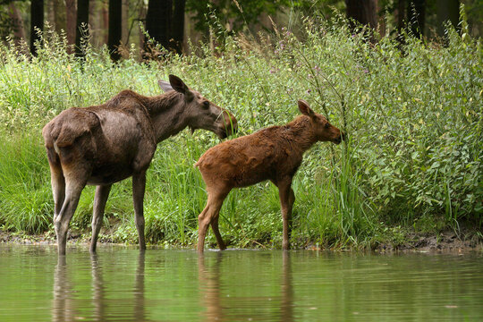 Moose (Alces alces) Mother with Calf, Germany