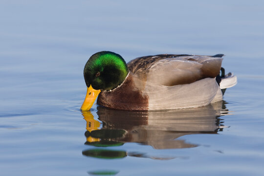 Mallard Duck (Anas platyrhynchos) on Water, Germany