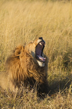 African lion (Panthera leo) lying in the grass yawning at the Okavango Delta in Botswana, Africa