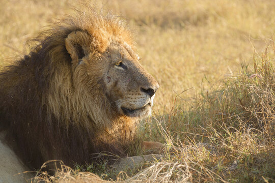 Portrait of an African lion (Panthera leo) lying in the grass looking into the distance at Okavango Delta in Botswana, Africa
