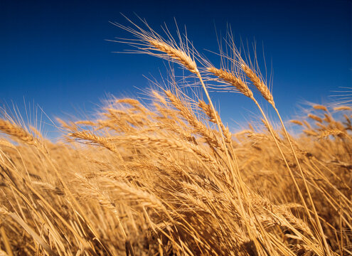 Wheat Crop Ready for Harvesting