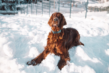 Cute and funny Irish Setter dog playing and jumping in the snow. Happy dog having fun with...
