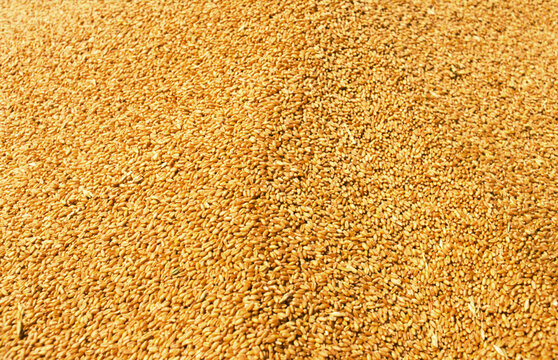 Wheat Grain