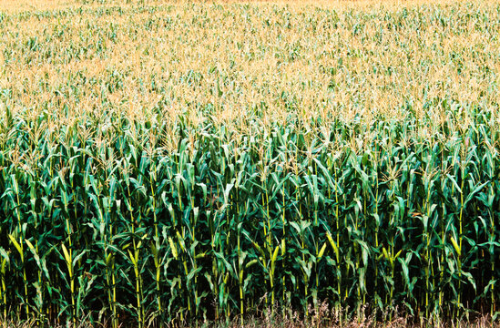 Corn Field