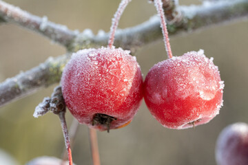 Crabapple trees covered with hoarfrost and ice crystals shining in the sun
