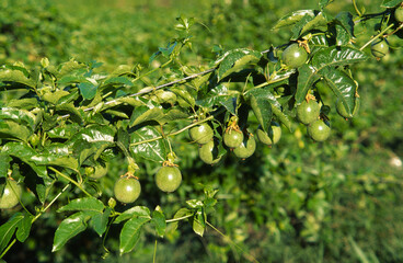 Passionfruit Plantation, Australia