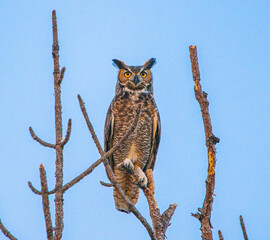 great horned owl - bubo virginianus - perched on Top of dead tree snag.  Light blue sky background, north Florida 