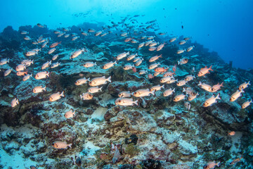Naklejka na ściany i meble Soldierfish on the reef