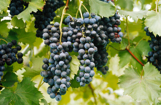 Red Grapes Growing on Vine