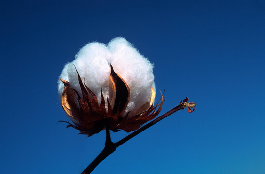 Close-up of Cotton Plant, Australia