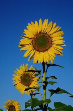 Close-up of Sunflower, Australia
