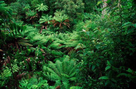 Rainforest, Ferns, Australia