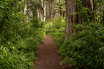 Fototapeta premium Hiking in the forest. View of the path across the green woods.