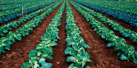 Cauliflowers, Market Garden