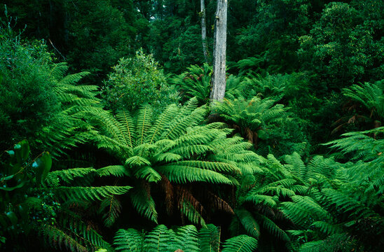 Ferns, Otway National Park, Victoria, Australia