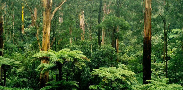 Tree Ferns and Gum Trees, Sherbrook Forest, Australia - Powered by Adobe