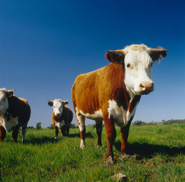 Beef Cattle Grazing, Australia