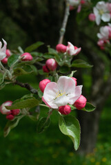 Apple tree flowers close-up in an old orchard. Selective focus. Spring postcard, background, texture.