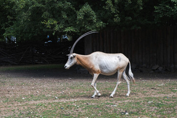 Saharan oryx in an outdoor zoo on a summer day. Side view. Breeding saber-horned oryx in captivity.