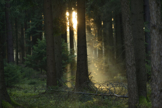 Sun Rays through Norway Spruce (Picea abies) Forest, Upper Palatinate, Bavaria, Germany