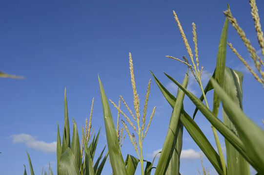 Close-up of Cornfield (Zea mays) and Blue Sky, Upper Palatinate, Bavaria, Germany